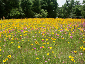 Field of yellow and purple wildflowers with green foliage.