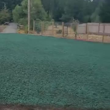 Freshly applied green hydroseed lawn on residential property near wooded area.