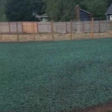 Freshly hydroseeded green lawn area with wooden fence and houses in Snoqualmie backyard.