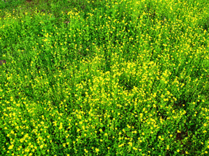Field with yellow flowers, potential hydroseeding area in Washington.