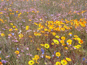 Colorful wildflower meadow after hydroseeding service in Washington.