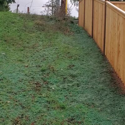Fresh hydroseed applied on residential sloped lawn next to wooden fence in Washington.