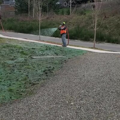 Worker spraying hydroseed over lawn area next to sidewalk and gravel driveway.