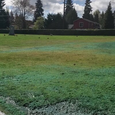 Grassy field with blue and green spray patterns, birds, and trees in background.