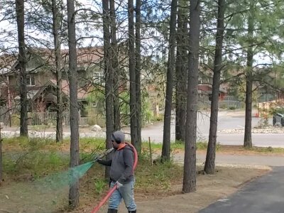 Person spraying green substance on ground by trees near road.