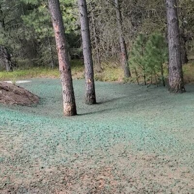 Pine trees on ground covered with green hydroseed mixture.