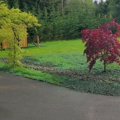 Lush green hydroseeded lawn with colorful trees in Washington State.