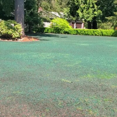 Freshly hydroseeded lawn with mulch in Washington State residential area.