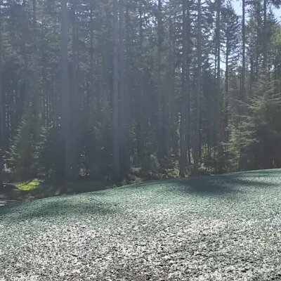 Fresh hydroseed application on lawn, forest background, sunlight, no people.