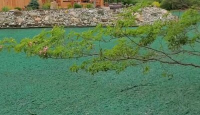 Freshly hydroseeded lawn with tree branch in foreground.