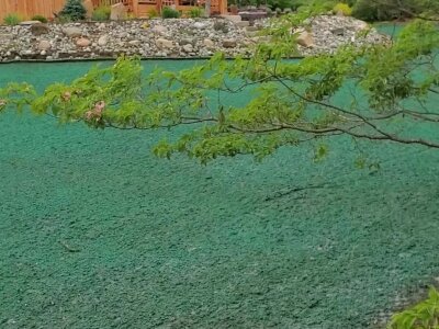 Freshly hydroseeded lawn with tree branch in foreground.