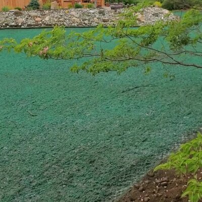 Freshly hydroseeded lawn with tree branch in foreground.