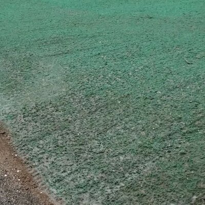 Freshly hydroseeded lawn by professional service in Washington State.