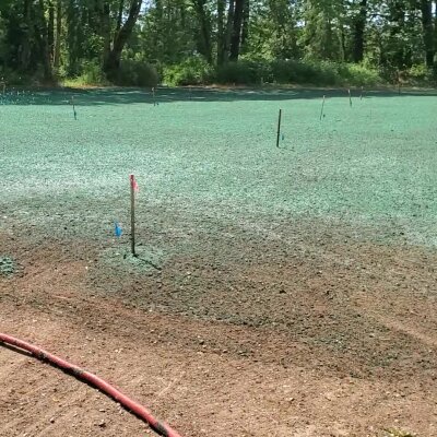 Freshly hydroseeded lawn with visible green mulch and sprinkler stakes in sunlight.