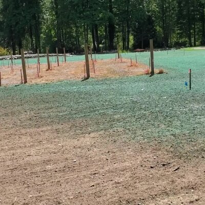 Freshly hydroseeded lawn with wooden posts in Washington state.