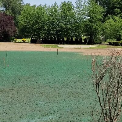 Freshly hydroseeded lawn with green mulch in Washington State.