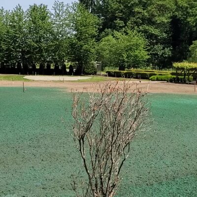 Freshly hydroseeded lawn with bare tree and greenery in Washington state.