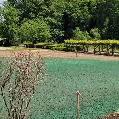 Freshly hydroseeded lawn with surrounding trees in Washington State.