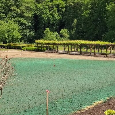 Hydroseeded lawn with green mulch in Washington state.