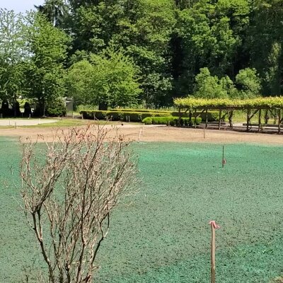 Freshly hydroseeded lawn with green mulch and trees in Washington State.