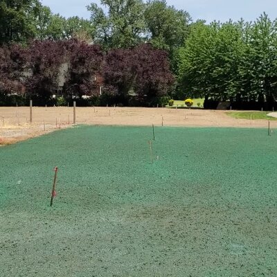 Fresh hydroseed application on residential lawn in Washington State.