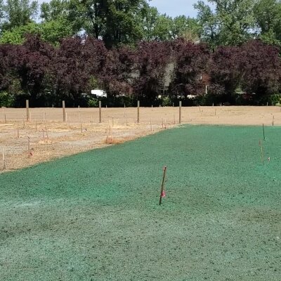 Fresh hydroseed application on residential lawn in Washington state.