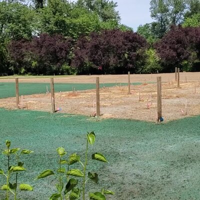 Freshly hydroseeded lawn with wooden stakes and background trees.