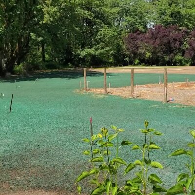 Hydroseeded lawn area with trees and clear sky in Washington State.