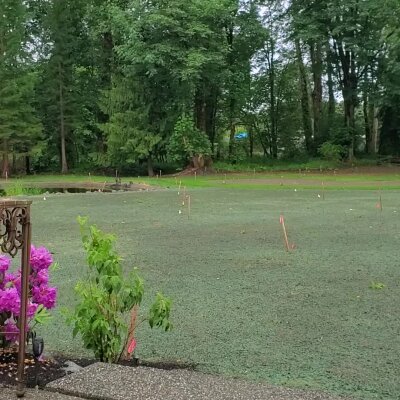 Fresh hydroseed application on residential lawn with marked areas and trees in background.