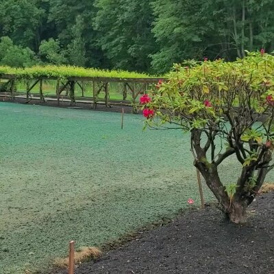 Freshly hydroseeded lawn with blooming shrub in Washington state.