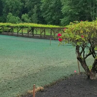 Freshly hydroseeded lawn with trellis and flowering shrub in Washington State.