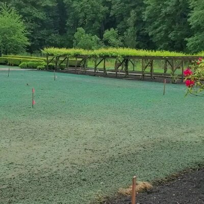 Fresh hydroseed application on lawn with surrounding greenery.