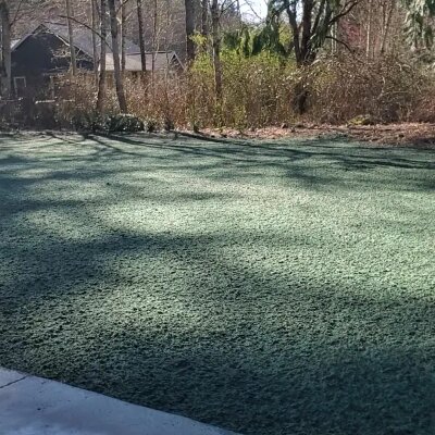 Freshly applied hydroseed lawn covering bare soil in a residential backyard area.
