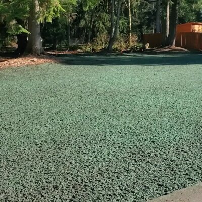 Freshly applied hydroseed lawn covering large residential area near trees.