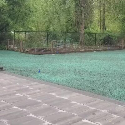 Freshly hydroseeded lawn next to patio in Washington State residential yard.