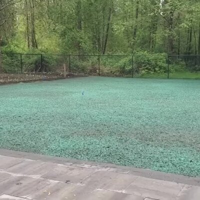 Fresh hydroseed applied on residential lawn near wooded area in Washington state.