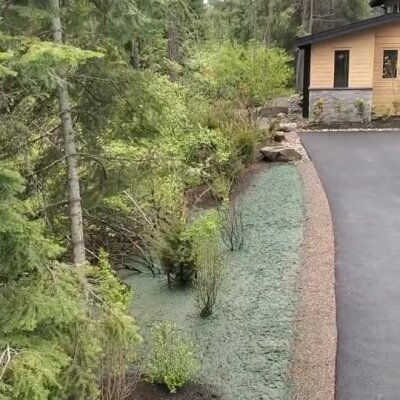 Fresh hydroseed sprayed on a landscaped slope next to driveway near forested area.