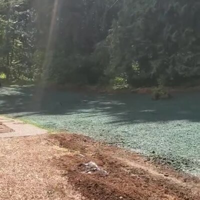 Hydroseed application in progress on a shaded, forested area near a walkway.