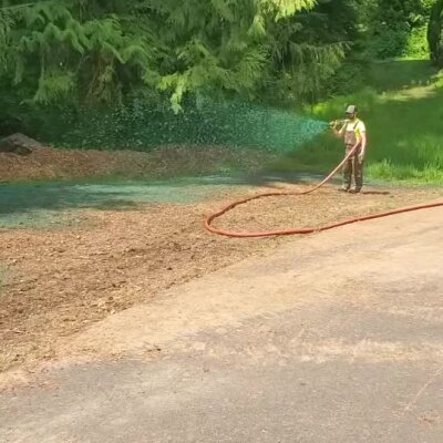 Worker applying hydroseed spray on soil area near trees in Washington state.