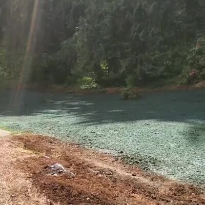 Fresh hydroseed application on a cleared land area near wooded surroundings.