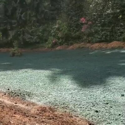 Freshly applied hydroseed covering a large yard near wooded area in Washington State.
