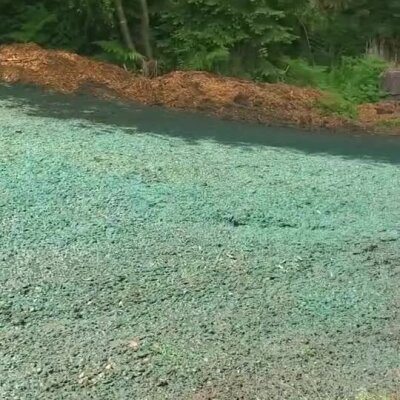 Hydroseeding application on soil next to mulch and green forest area.