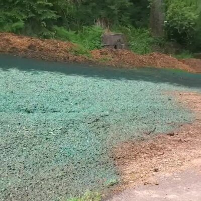 Hydroseed lawn application near wooded area with mulch erosion control barrier.