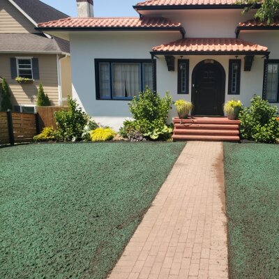 Freshly applied hydroseed lawn covering front yard around brick walkway in residential Snohomish home.