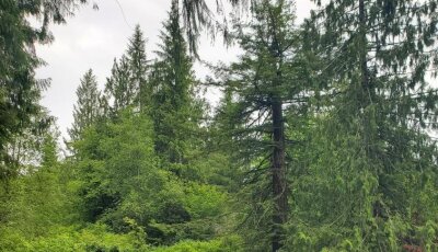 Worker spraying green erosion control hydroseed along riverbank in forested area.