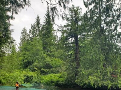 Worker spraying green erosion control hydroseed along riverbank in forested area.