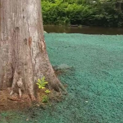 Freshly applied erosion control spray around tree base near riverbank in Washington state.