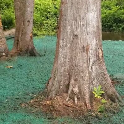 Hydroseed applied around large trees near river for erosion control.