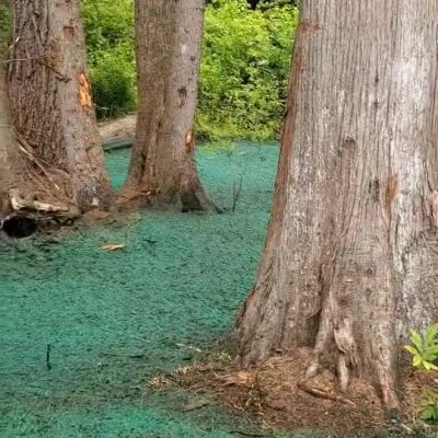 Hydroseed application around trees for erosion control near a river in Washington.