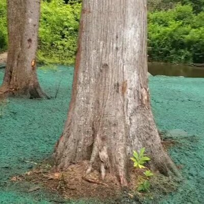 Hydroseeding applied around tree bases near river for erosion control.
